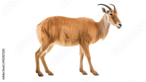 Saiga antelope in step, showcasing its slender legs and textured fur, isolated on transparent background