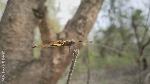 Yellow and black coloured rhyothemis variegata dragonfly on a stick. photo