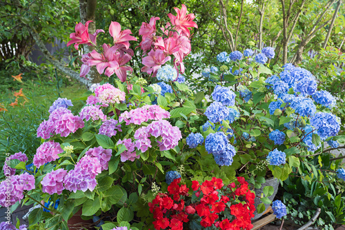 Wallpaper Mural magnificently flowering lily and hydrangea shrubs with light pink and light blue flowers, in the garden Torontodigital.ca