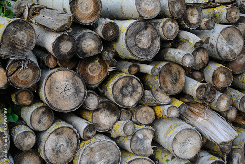 stack of uncut firewood background photo