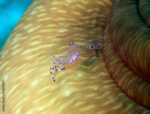 A Cleaner Shrimp on an anemone Boracay Island Philippines photo