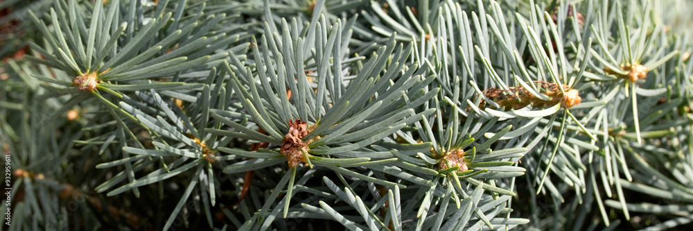 Panorama of foliage of Compact White Fir (Abies concolor 'Compacta') in a garden in summer Panorama of foliage of Compact White Fir (Abies concolor 'Compacta') in a garden in summer