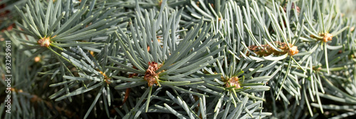 Panorama of foliage of Compact White Fir (Abies concolor 'Compacta') in a garden in summer photo