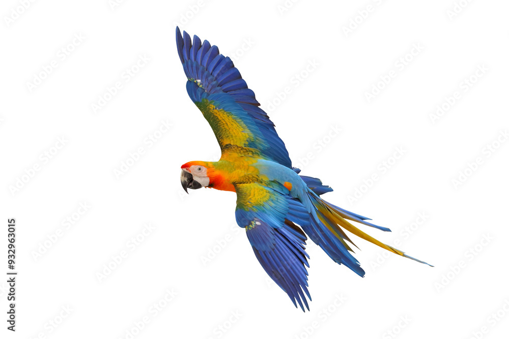 Fototapeta premium Colorful flying Camelot Macaw parrot isolated on transparent background png file