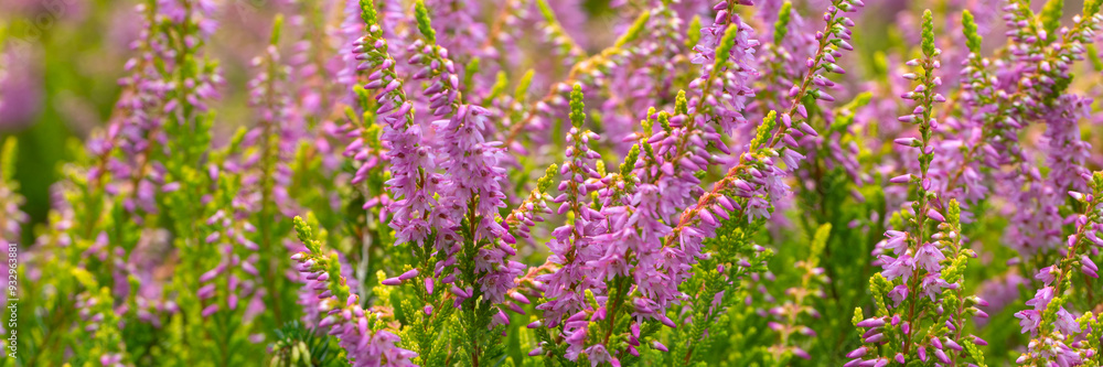 Obraz premium Panorama of flowers of Calluna vulgaris 'Amilto' in a garden in summer