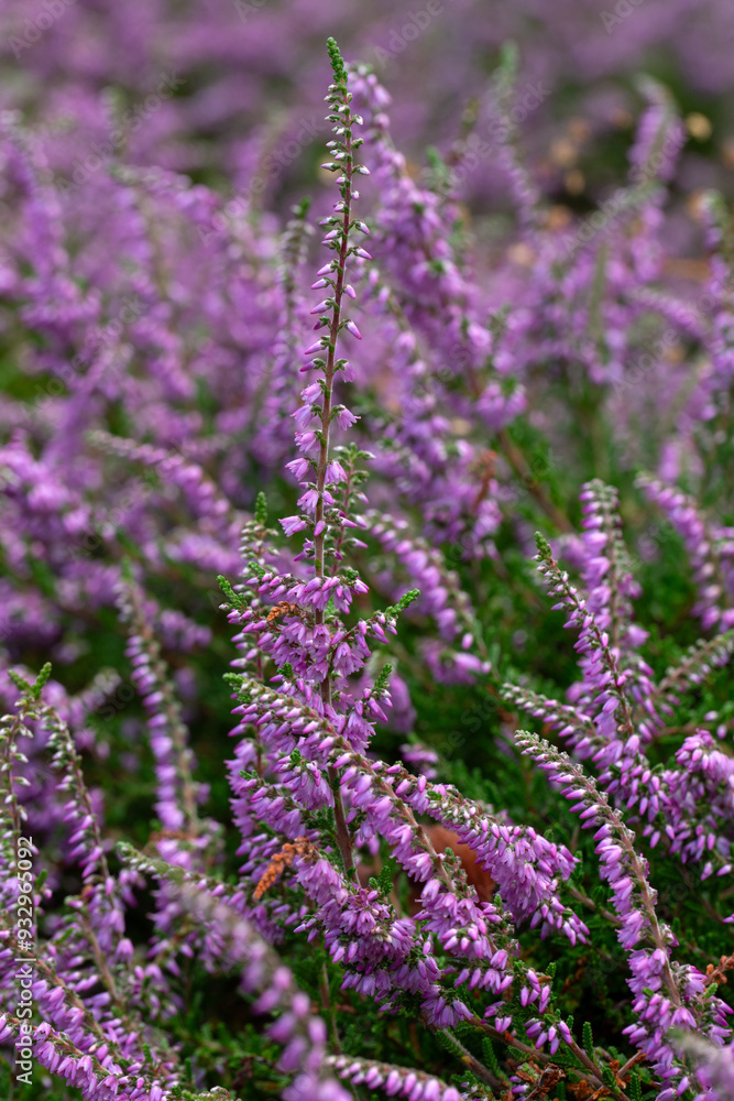 Obraz premium Closeup of flowers of Calluna vulgaris 'Bradford' in a garden in summer