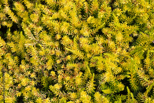 Foto Closeup of foliage of Erica × darleyensis f