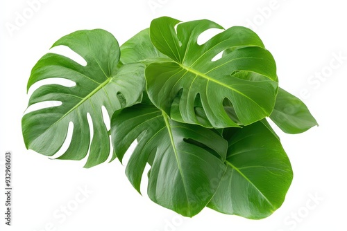 Green leaves of tropical plants including monstera and palm, isolated on a white background for clear visibility
 photo