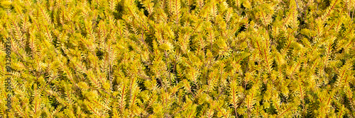 Panorama of flowers of heather (Erica × darleyensis f. aureifolia 'Tweety') in a garden in summer photo