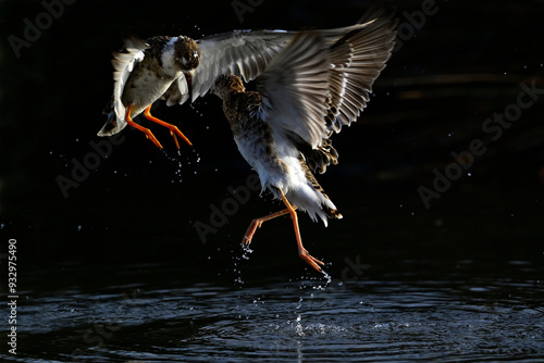 streitende Kampfläufer - Männchen // fighting Ruff - males (Calidris pugnax) photo