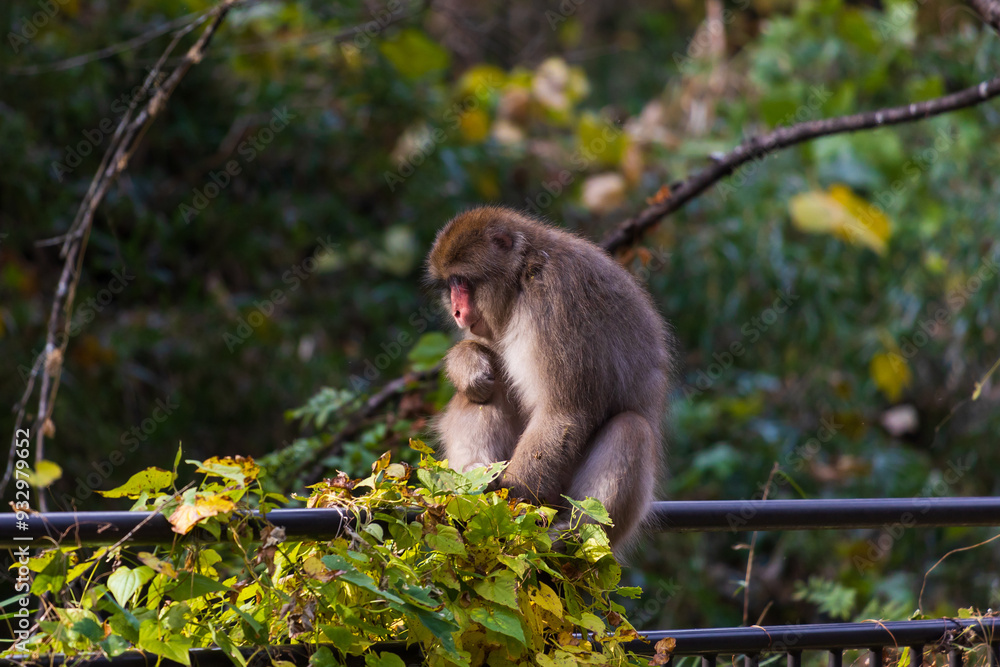 Obraz premium 日本の野生動物 群馬県安中市 アプトの道のニホンザル