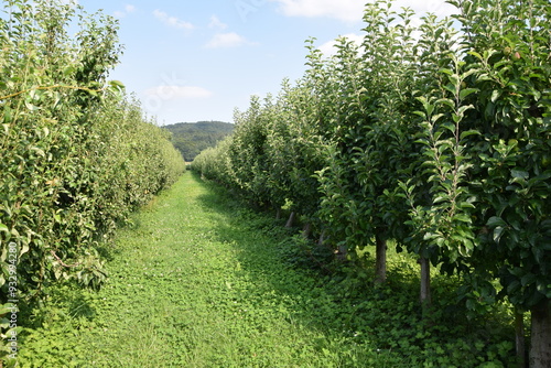Äpfel auf der Plantage