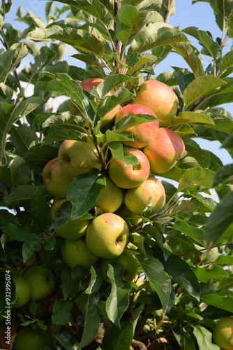 Äpfel auf der Plantage