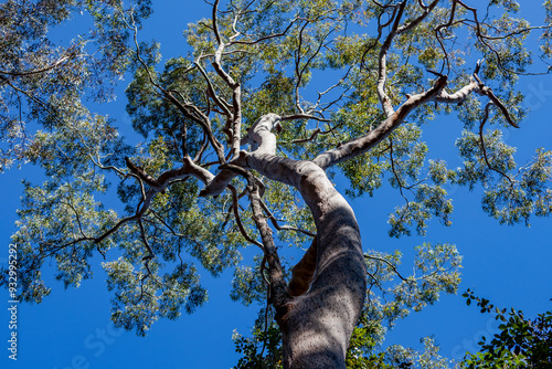 Korowal/Mt Solitary traverse in Blue Mountains National Park photo