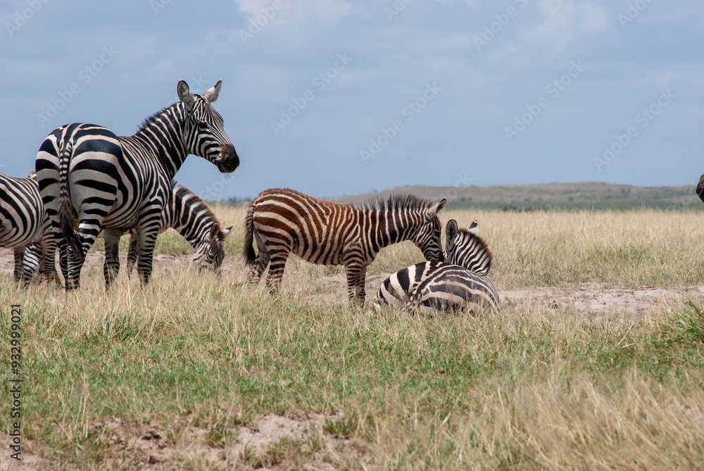 Fototapeta premium zebra mother and child
