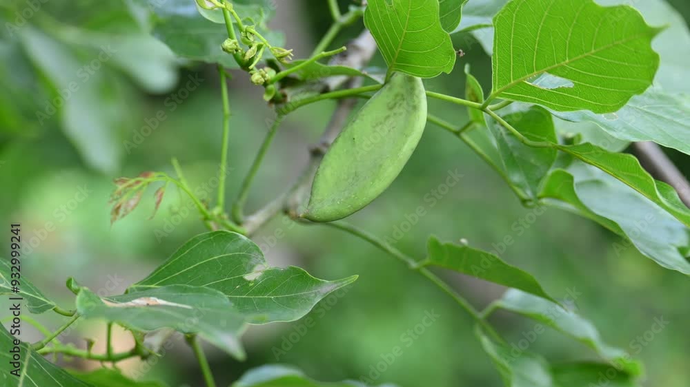 Millettia pinnata fruits. It is a species of tree in the pea family Fabaceae. Its other names Pongamia pinnata, Indian beech and Pongame oiltree. Oil is extracted from its seeds. Ayurvedic medicine. Millettia pinnata fruits. It is a species of tree in the pea family Fabaceae. Its other names Pongamia pinnata, Indian beech and Pongame oiltree. Oil is extracted from its seeds. Ayurvedic medicine.