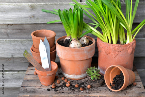 hyacinth and myosotis in terracotta flower pots with earth and clay balls on ...