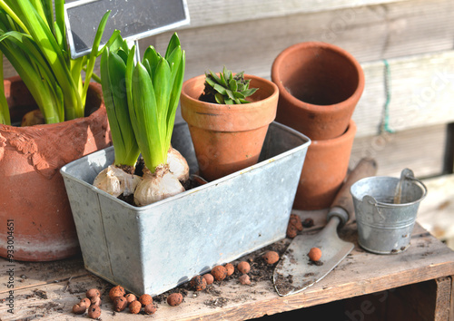 hyacinth and narcissus  in terracotta flower pots and decorative metal can  o...