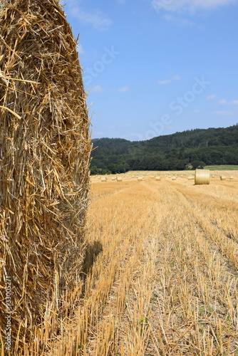 Ernte auf einem Feld