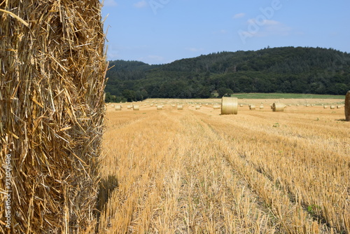 Ernte auf einem Feld