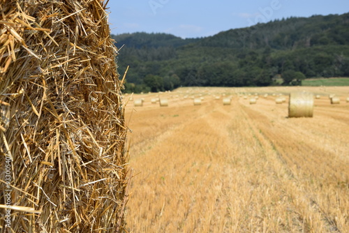 Ernte auf einem Feld