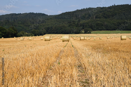 Ernte auf einem Feld