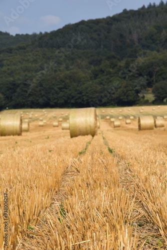 Ernte auf einem Feld