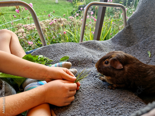 Canvas Print a little boy is feeding grass to guinea pigs on a chair