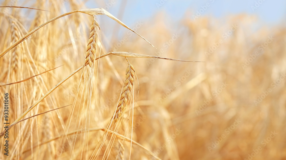 Fototapeta premium ripe ears of grain in field close up, abstract natural background. summer or autumn harvest season. agriculture concept. rustic landscape. symbol of grain harvest
