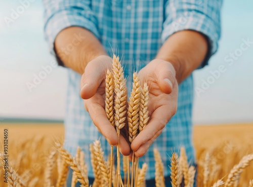 Close-up of a farmer's hands holding wheat ears in a golden field photo