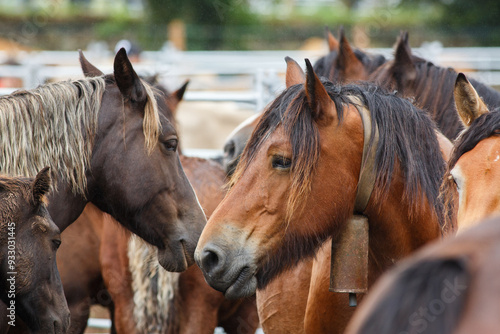 Close-up view of a group of horses at a livestock fair
