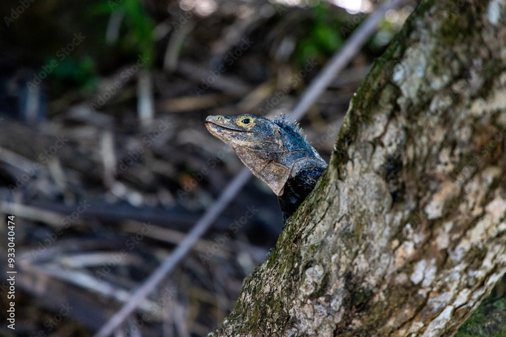 Obraz premium A vibrant lizard emerges from a weathered tree trunk in the Costa Rican jungle, highlighting its unique features in a rich ecosystem of fascinating flora and fauna, creating a mesmerizing sight