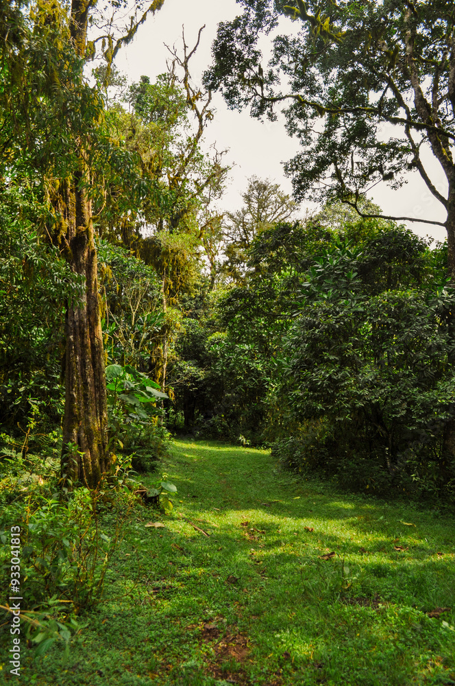 Fototapeta premium Nijigari Forest Kenya