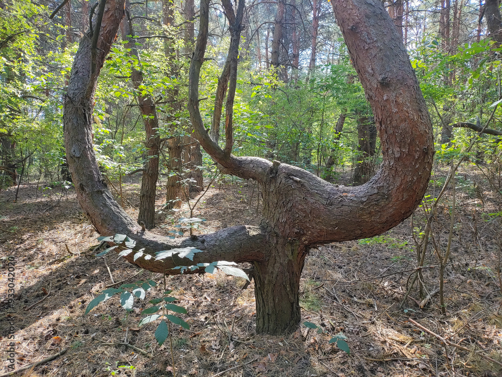crooked tree. tree with unusual branches. unusual pine. crooked pine branches. strange forest. crooked tree. tree with unusual branches. unusual pine. crooked pine branches. strange forest.