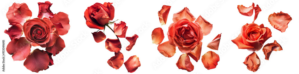Collection of roses isolated on white background or transparent Collection of roses isolated on white background or transparent