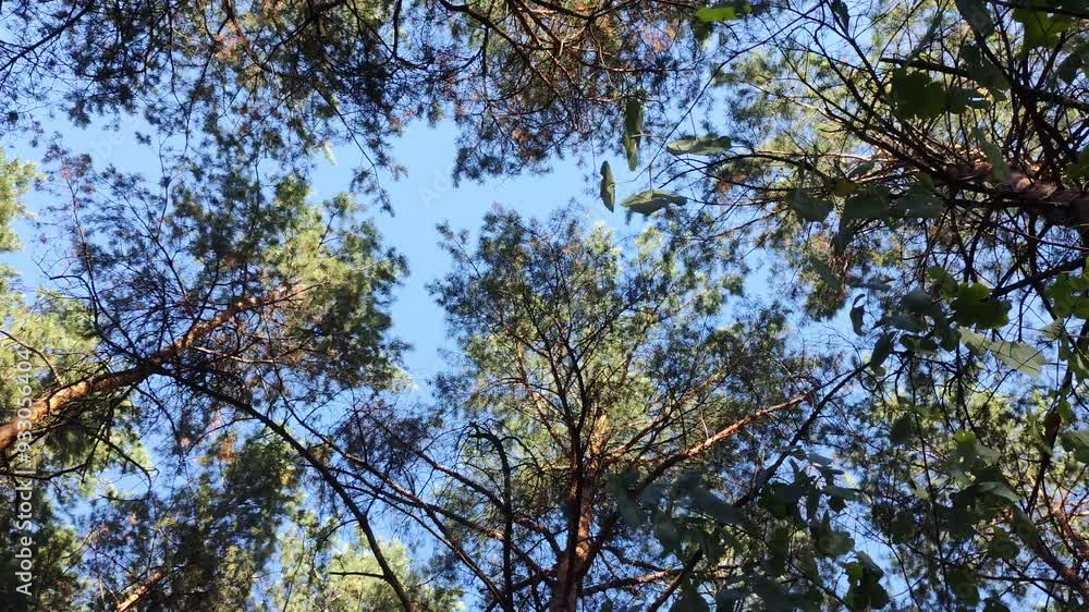 Spinning and rotation looking up under pine and fir trees forest. Spinning underneath tall redwood trees. Looking up in the forest. Pine and spruce trees natural resource in the wild forest. Spinning and rotation looking up under pine and fir trees forest. Spinning underneath tall redwood trees. Looking up in the forest. Pine and spruce trees natural resource in the wild forest.