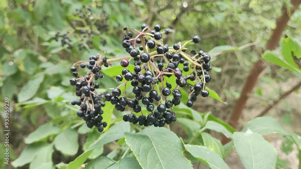 beautiful clusters of elderberry. black elderberry. black berries on a bush. footage in high definition. video 4k. black berries berries on a bush. dried black berries. beautiful clusters of elderberry. black elderberry. black berries on a bush. footage in high definition. video 4k. black berries berries on a bush. dried black berries.