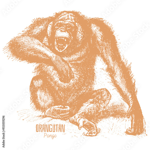 chimpanzee art photo