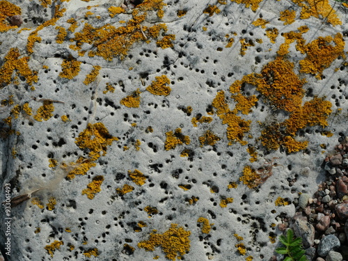 Caloplaca marina is a marine lichen growing on coasts, enduring salt and environmental factors, providing key ecological information.