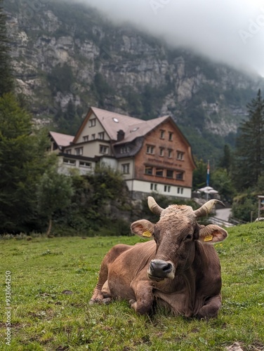 Swiss cow in front of a wooden mountain hut on a meadow on a cloudy day