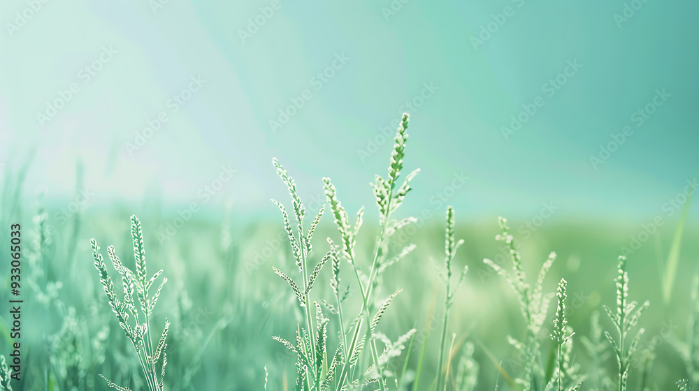Fototapeta premium field landscape
