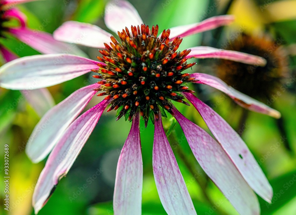 beautiful flower of the plant called coneflowers