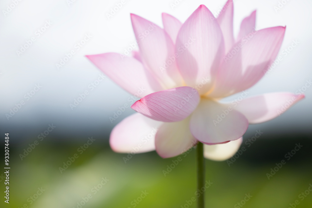 Fototapeta premium ハスの花