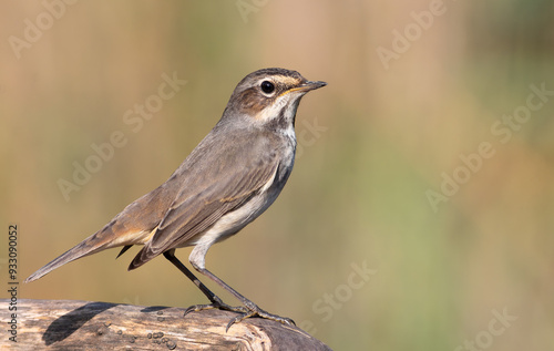 Bluethroat, Luscinia svecica. Early morning, an adult female bird sits on a branch near a river