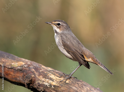 Bluethroat, Luscinia svecica. Early morning, an adult female bird sits on a branch near a river