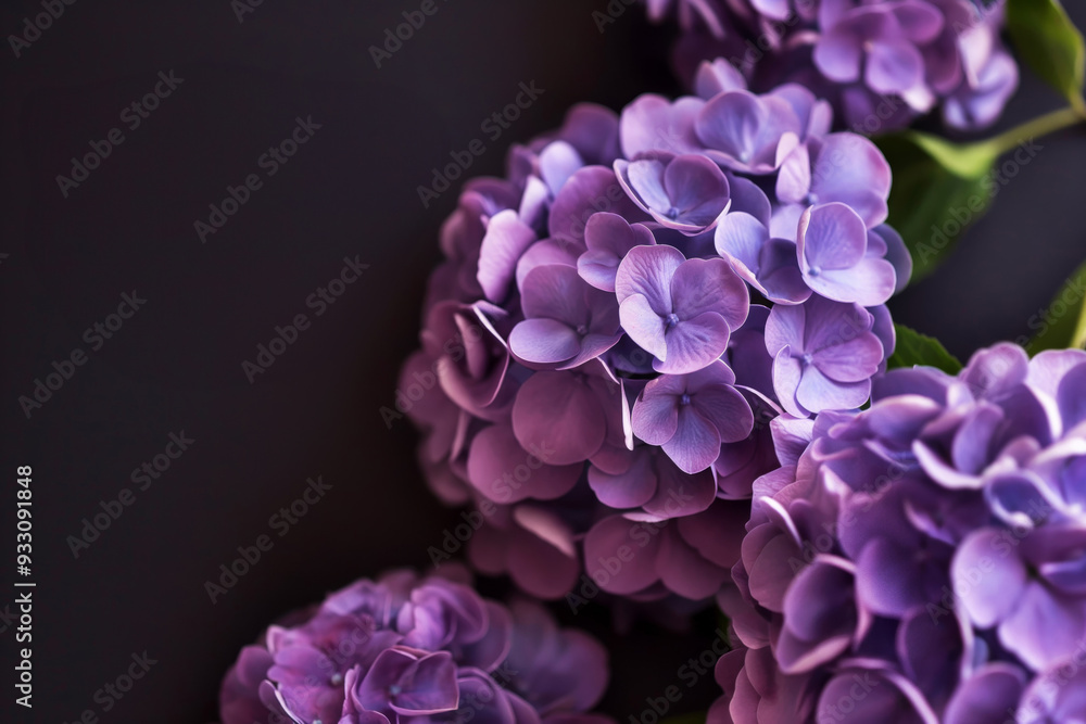 Elegant botanical card on black background. Featuring purple hydrangea flowers Elegant botanical card on black background. Featuring purple hydrangea flowers