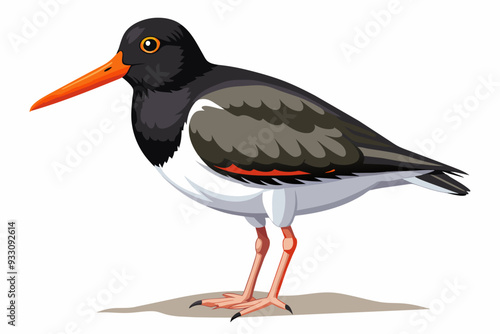 American Oystercatcher bird vector art and illustration