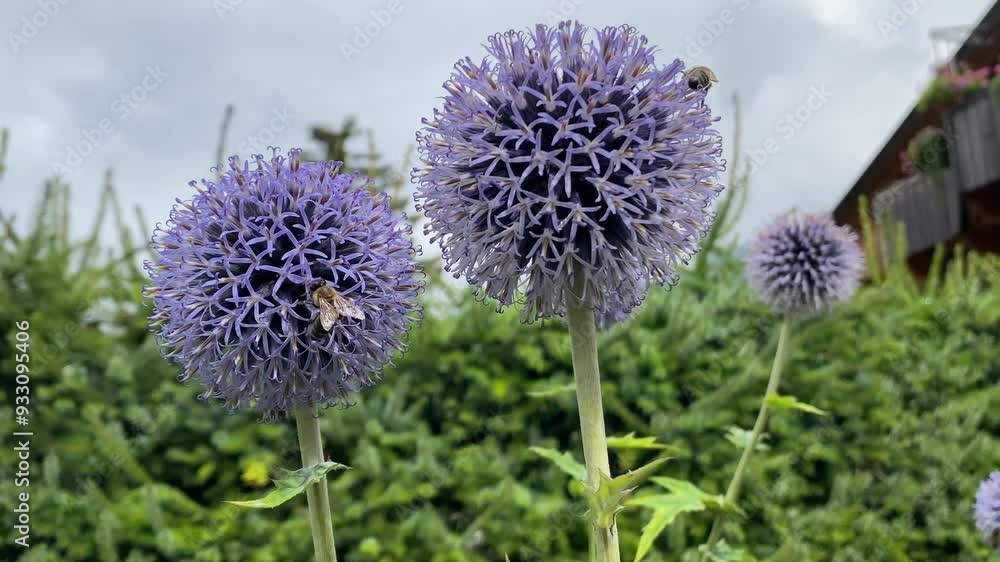 A close-up of honey bees pollinating beautifully on a purple thistle flower standing in a greenfield garden while the wind blows its stem and the other bee flies towards another direction A close-up of honey bees pollinating beautifully on a purple thistle flower standing in a greenfield garden while the wind blows its stem and the other bee flies towards another direction