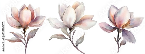 Hand Painted Watercolor Magnolia Flower Set