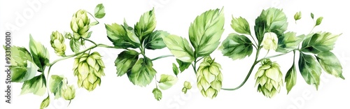 Fresh green hops Humulus lupulus and hop leaves hand drawn watercolor illustration on a white background
